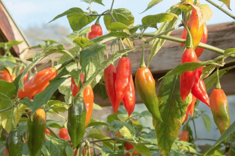 Hot Paper Lantern The Habanero Pepper For Northern Climates