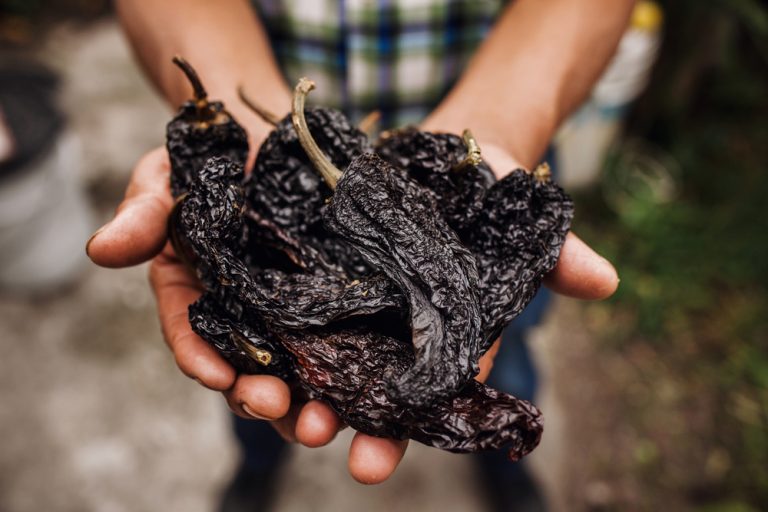 Ancho Chile Your Ultimate Guide To The Dried Poblano Pepper