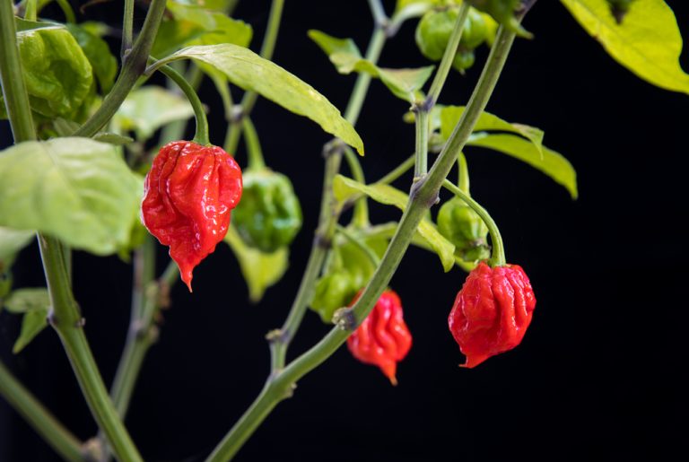 Apollo Pepper The New SuperSecretive, SuperHot Pepper
