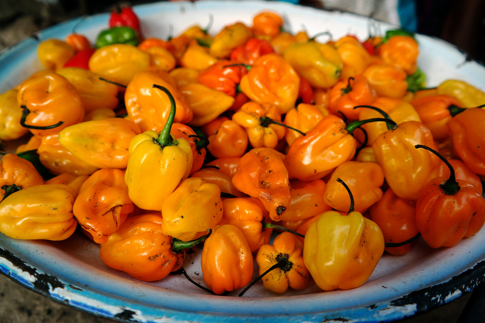 Scotch Bonnet Peppers: The Official Chili Of Jamaica