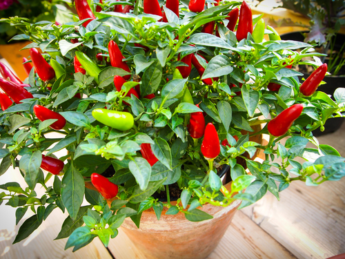 tabasco pepper plant in pot