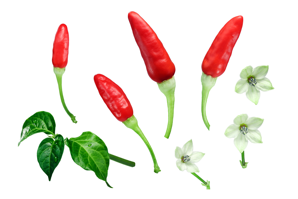 tabasco peppers