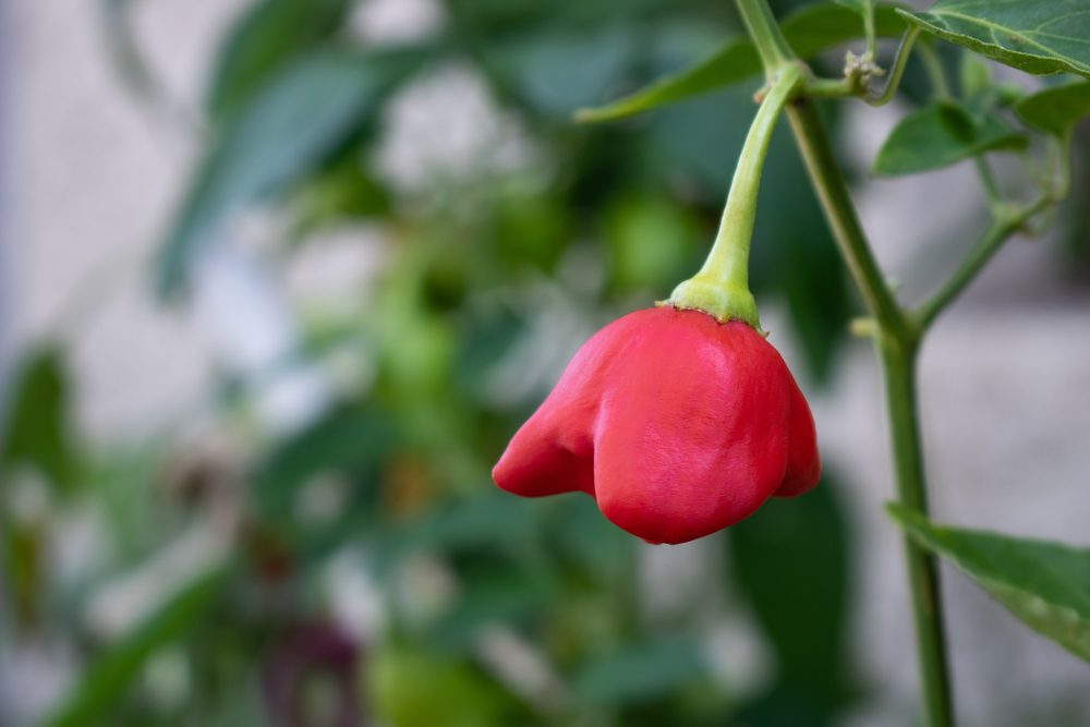 Mad Hatter pepper plant