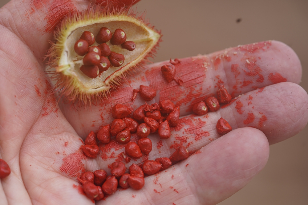 Achiote: Red-Orange Spice From Mexican Annato Seeds