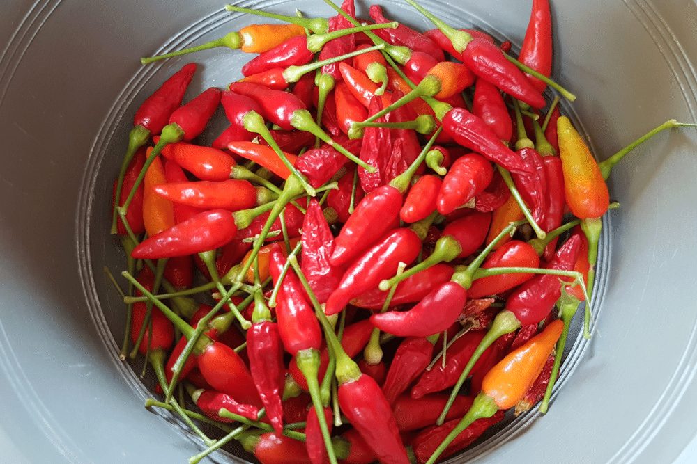 Birds Eye Chilis: Tiny Spicy Red Thai Chilis - Pepperdodo