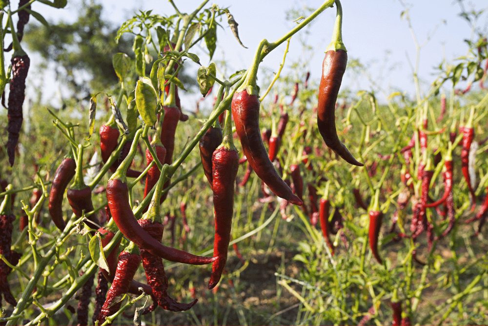 Byadgi chili pepper plants in Karnataka, India. 