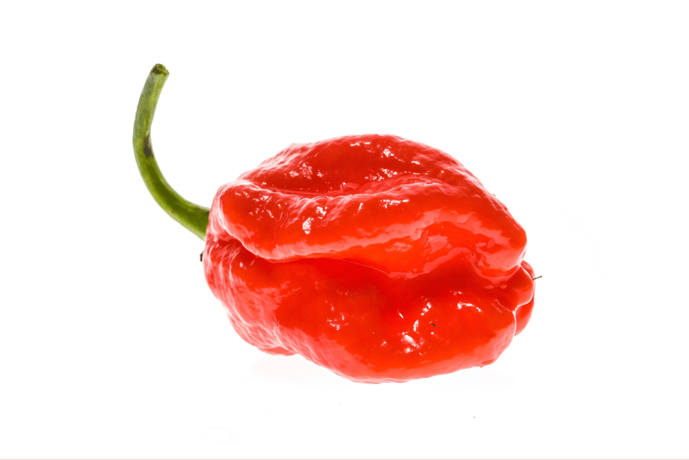 Caribbean red habanero pepper. 