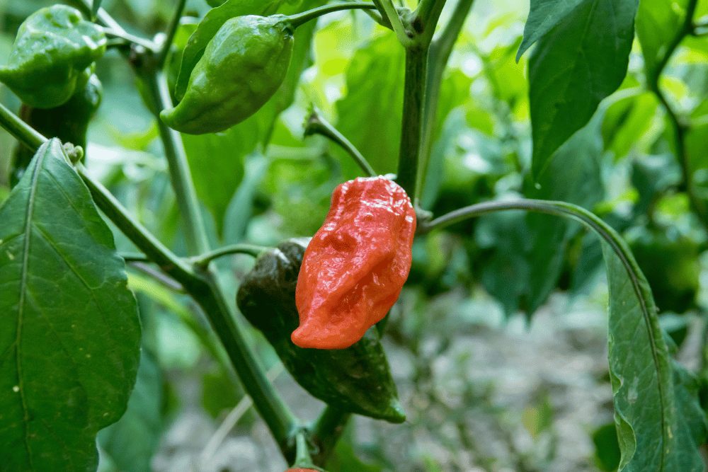 Naga Morich Pepper plant