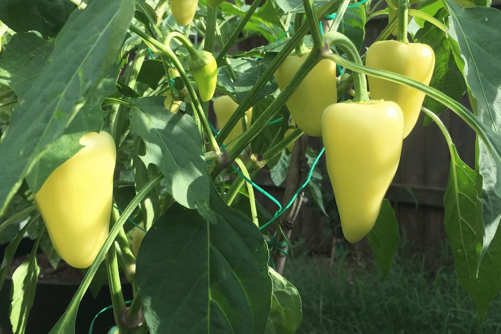 Santa Fe Grande Pepper: Mild Yellow Hot Chili Pepper 3 santa fe grande peppers
