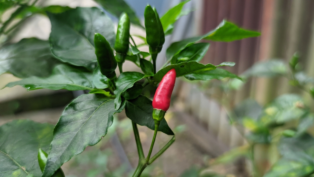 Siling Labuyo Pepper plant