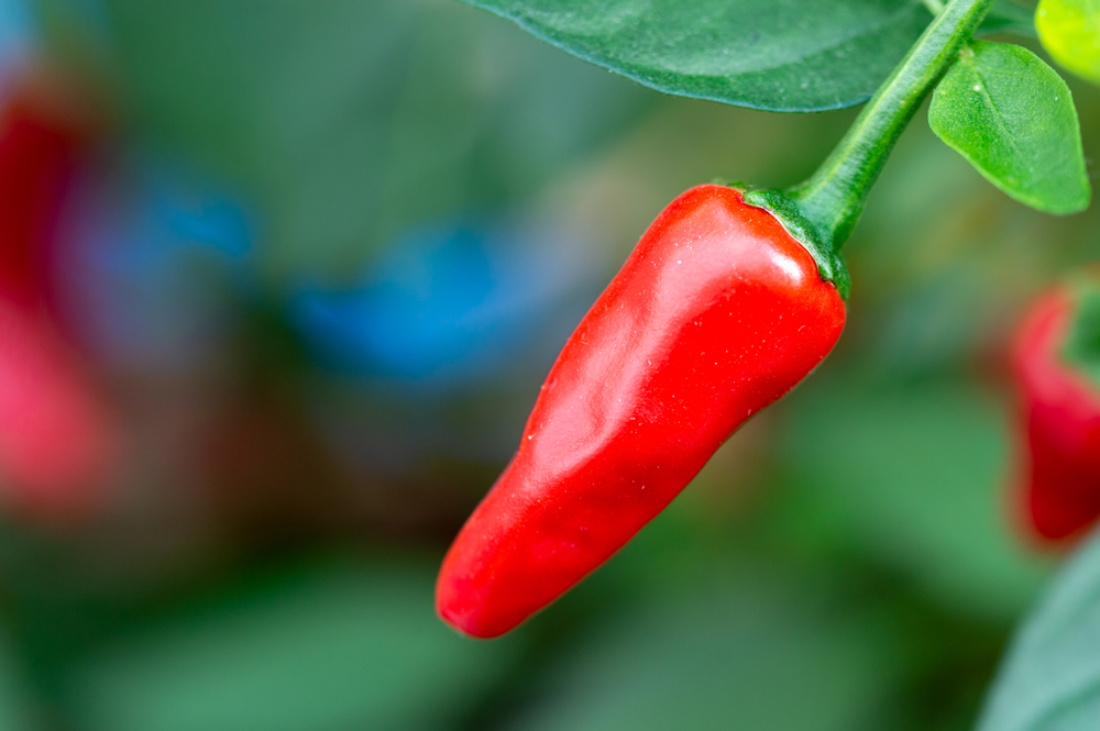 apache pepper