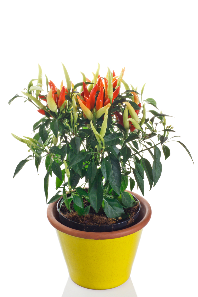 Chilly Chili: Fiery, Non-Spicy Ornamental Pepper Plant