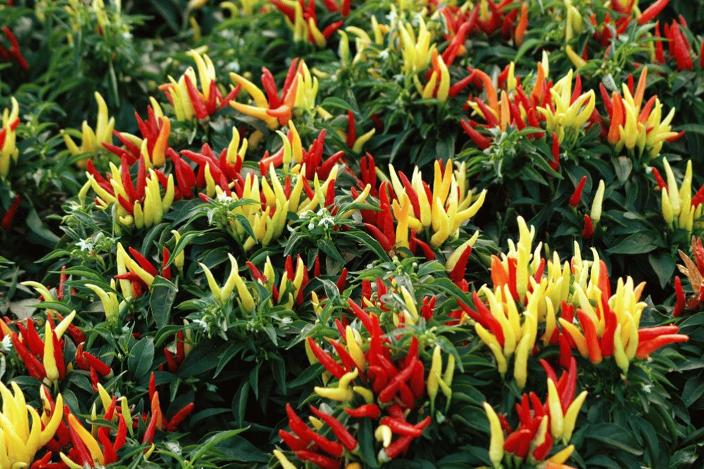 chilly chili