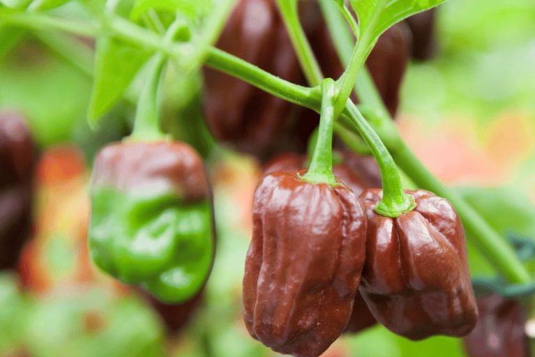 Chocolate Habanero Twice The Spice Of A Regular Habanero