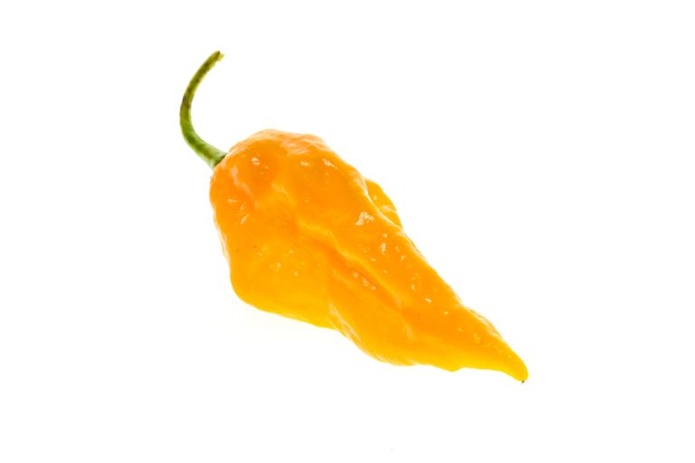 Devil's Tongue Pepper The Meanlooking, Wickedly Hot Pepper