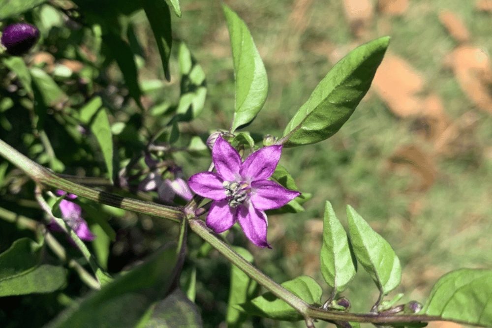 Filius Blue Pepper: Tiny Indigo Ornamental Peppers 2 Delicate purple flower from the filius blue pepper plant.