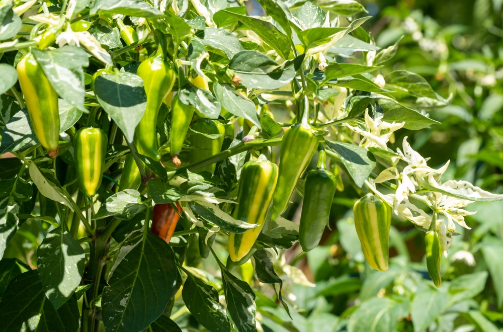 Fish Pepper: Heirloom Pepper Sustained By African-Americans 2 fish pepper