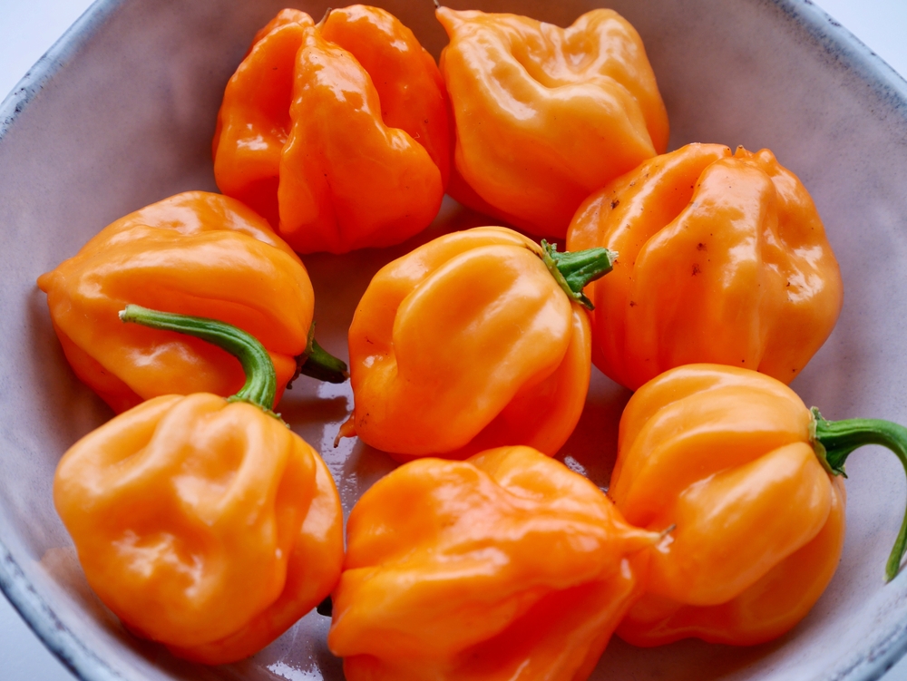 Goat Pepper: The Spiciest Pepper Native To The Bahamas
