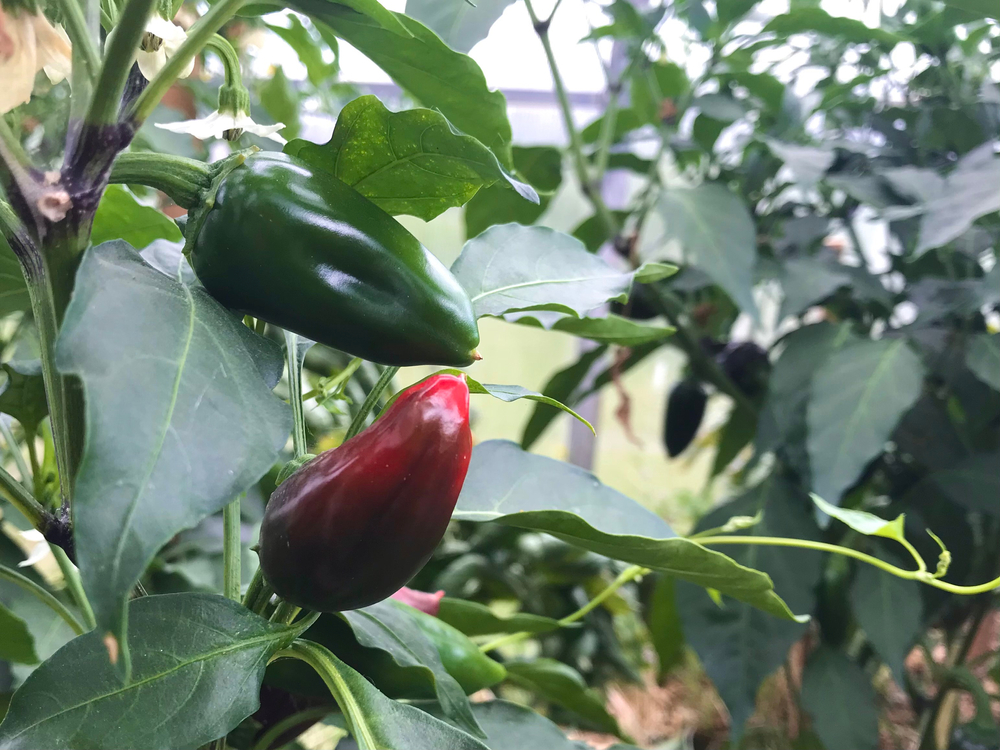 Jalafuego Pepper: Disease-Resistant Super-Sized Jalapeno 2 jalafuego plant