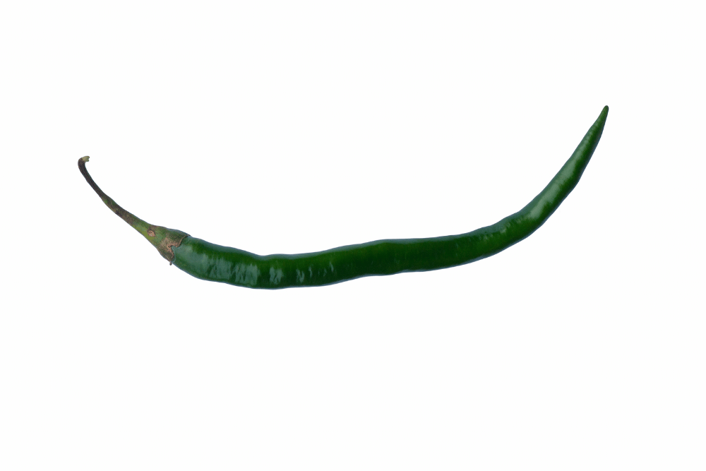 Unripe green jwala pepper. 