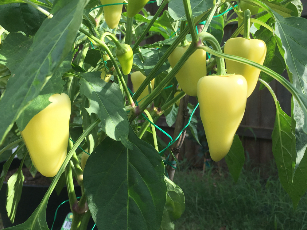 Mariachi Pepper: Early Ripening Santa Fe Grande Hybrid 2 mariachi peppers