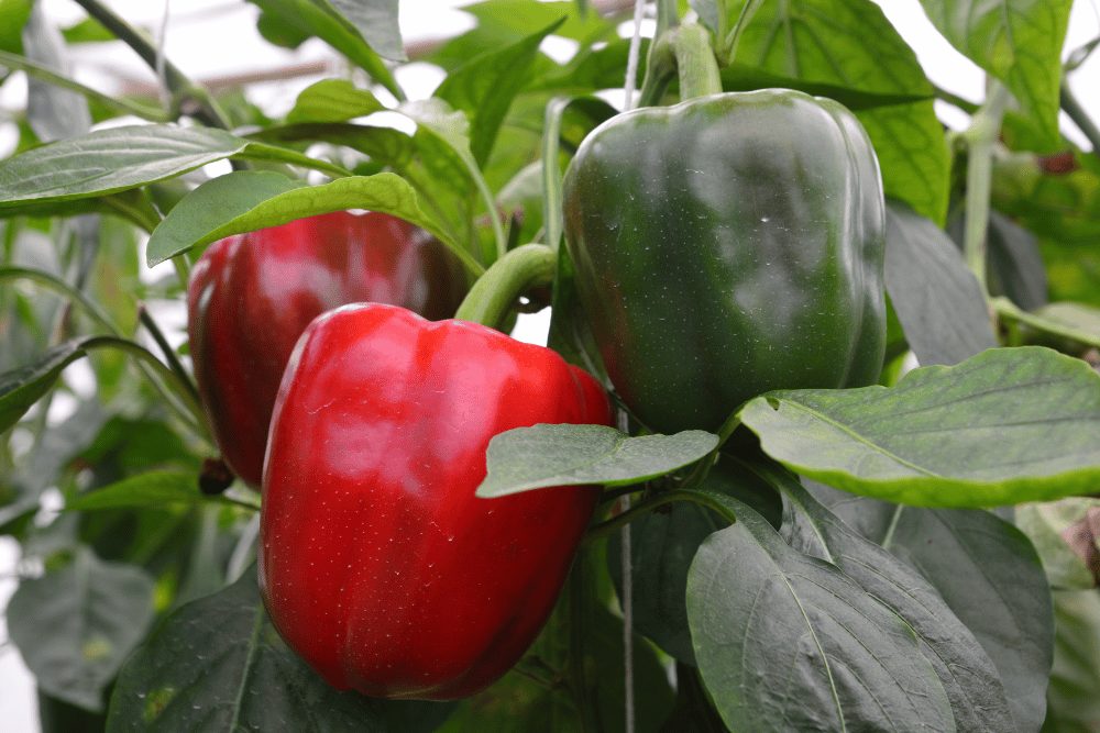 Mexibell Pepper: Spicy Bell Pepper Hybrid 2 Green and red Mexibell peppers.
