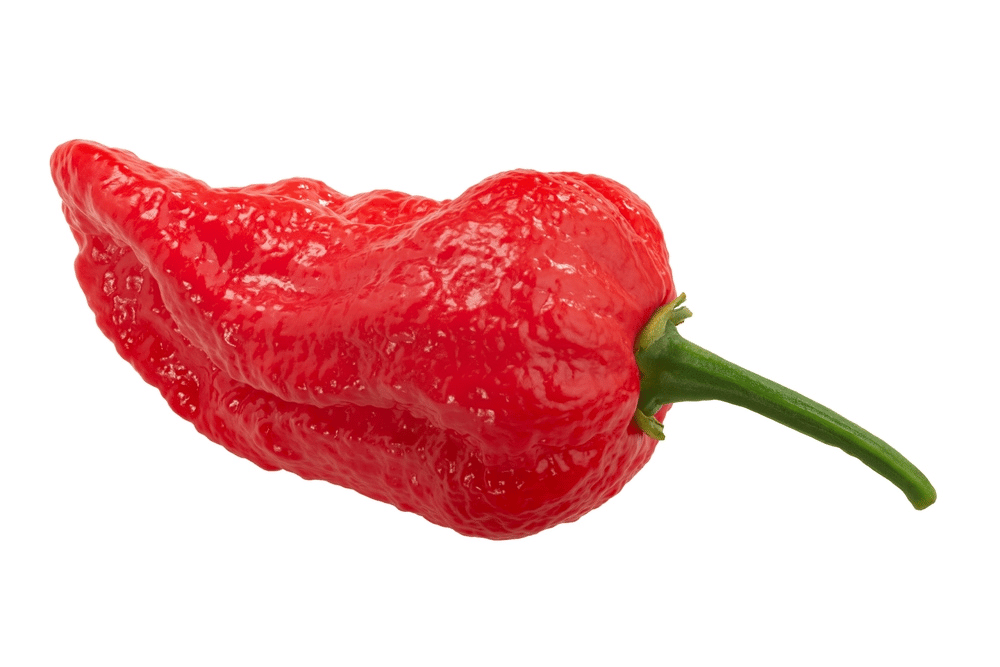 naga viper pepper