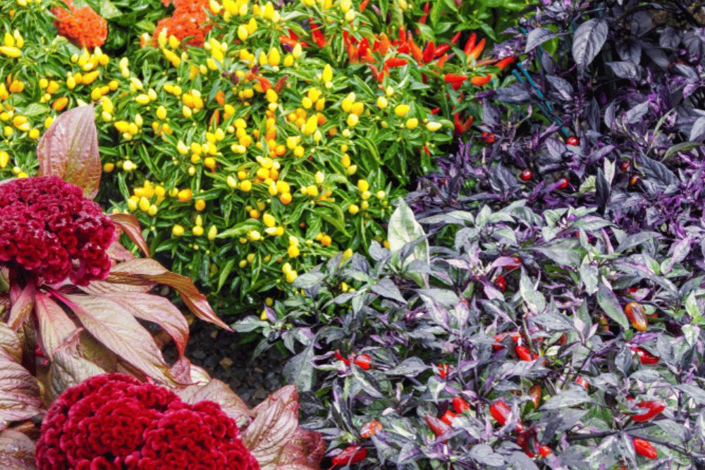 ornamental peppers count dracula