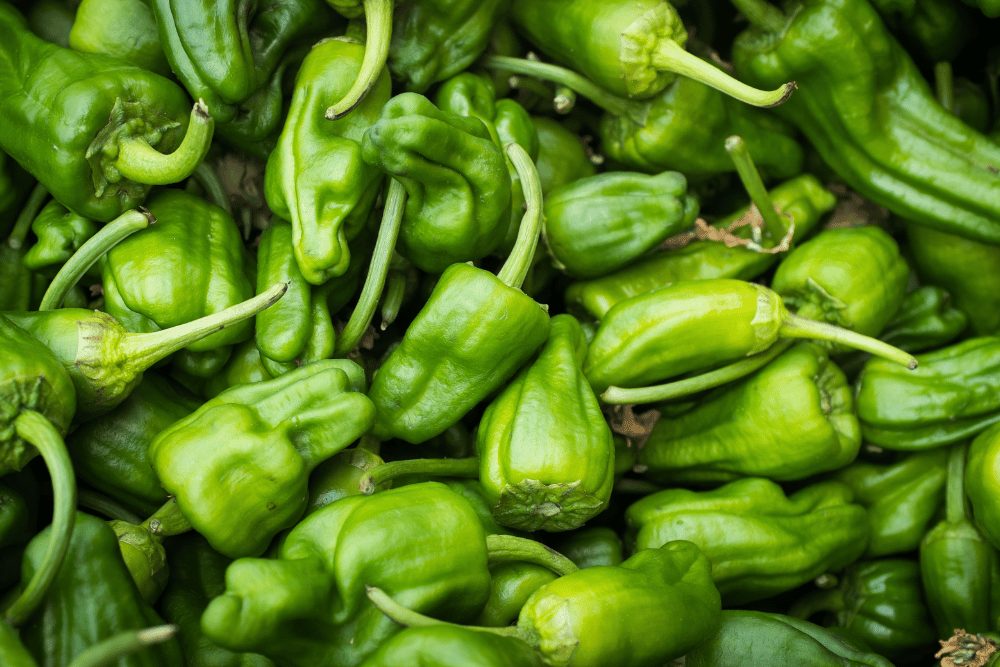 padron peppers