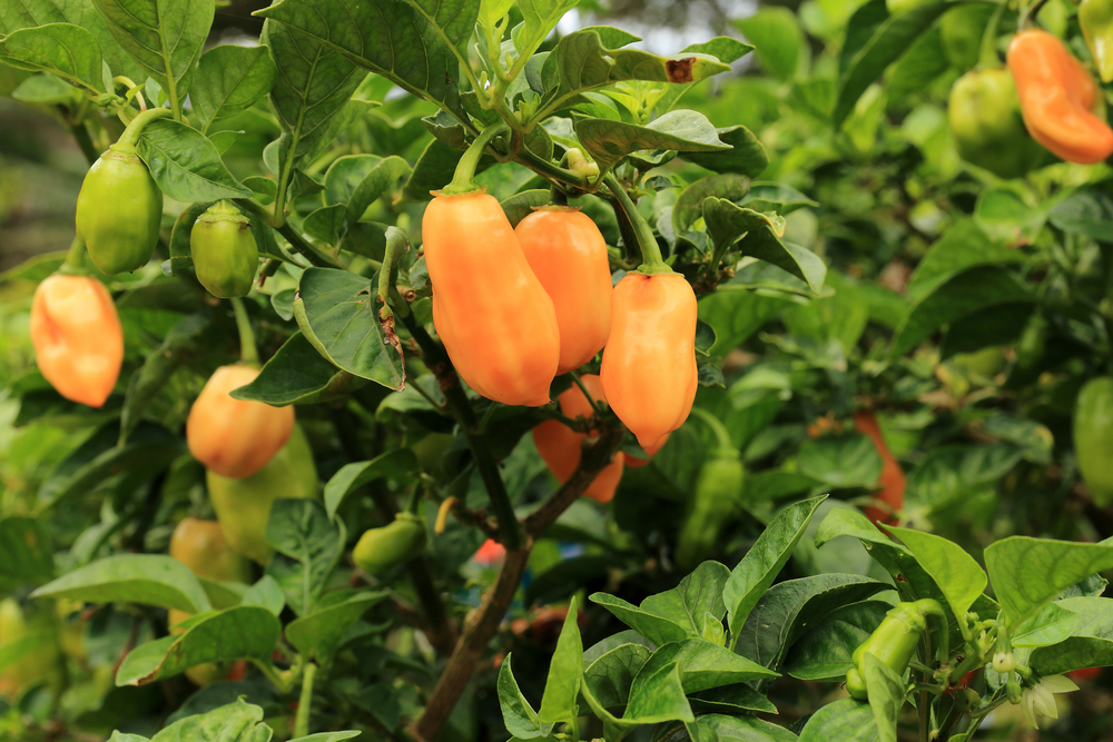 Peach Habanero Pepper: A Pretty Pepper With A Punch 2 peach habanero plant