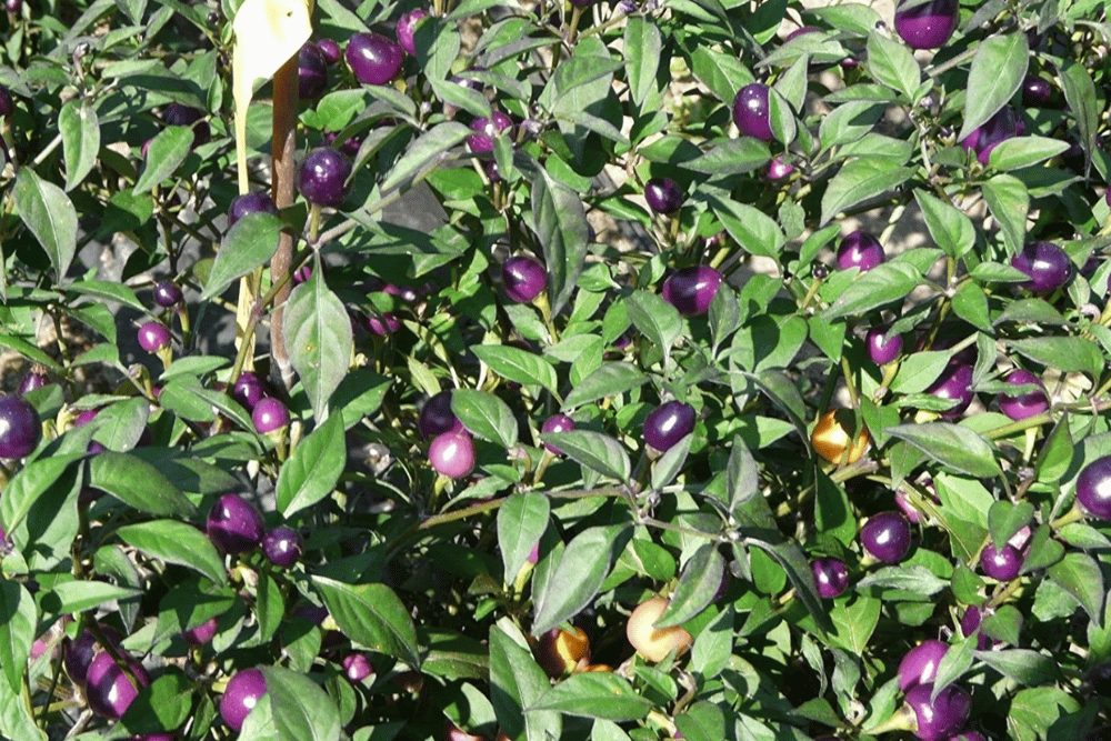 pretty in purple pepper plant