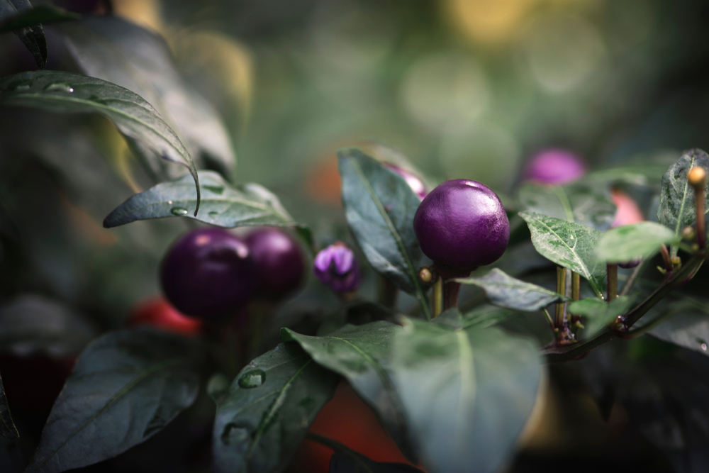 Pretty In Purple Pepper: Ornamental Chili With Jalapeno Heat 2 pretty in purple pepper