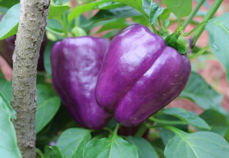 Purple Beauty Pepper Deep Purple Sweet Bell Peppers