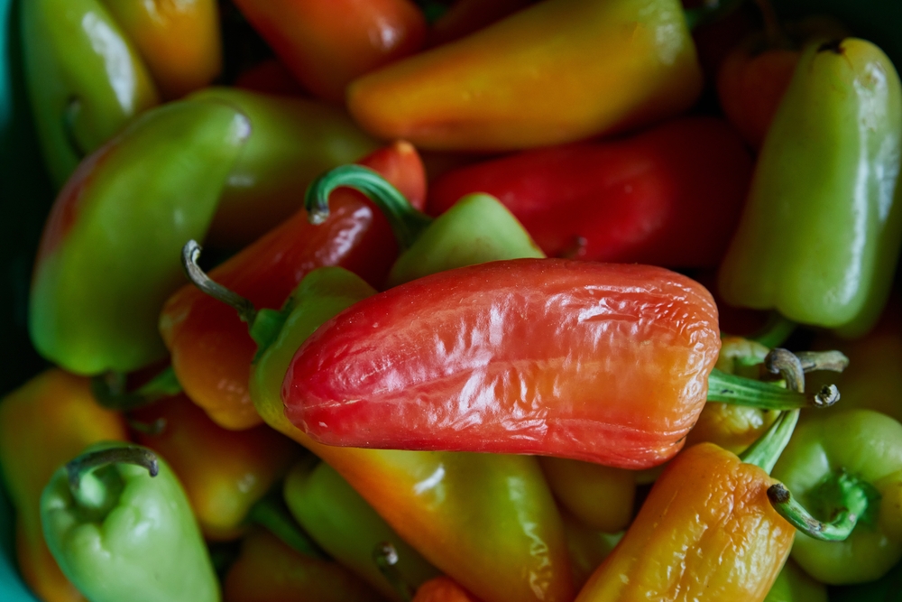 Santa Fe Grande Pepper: Mild Yellow Hot Chili Pepper 2 santa fe grande peppers