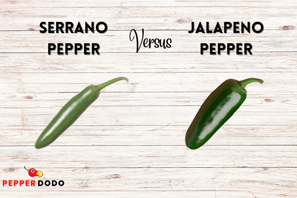  Serrano vs. jalapeno pepper. 