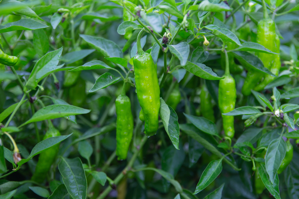 Shishito Pepper: Gambling With Spiciness 2 shishito pepper plant