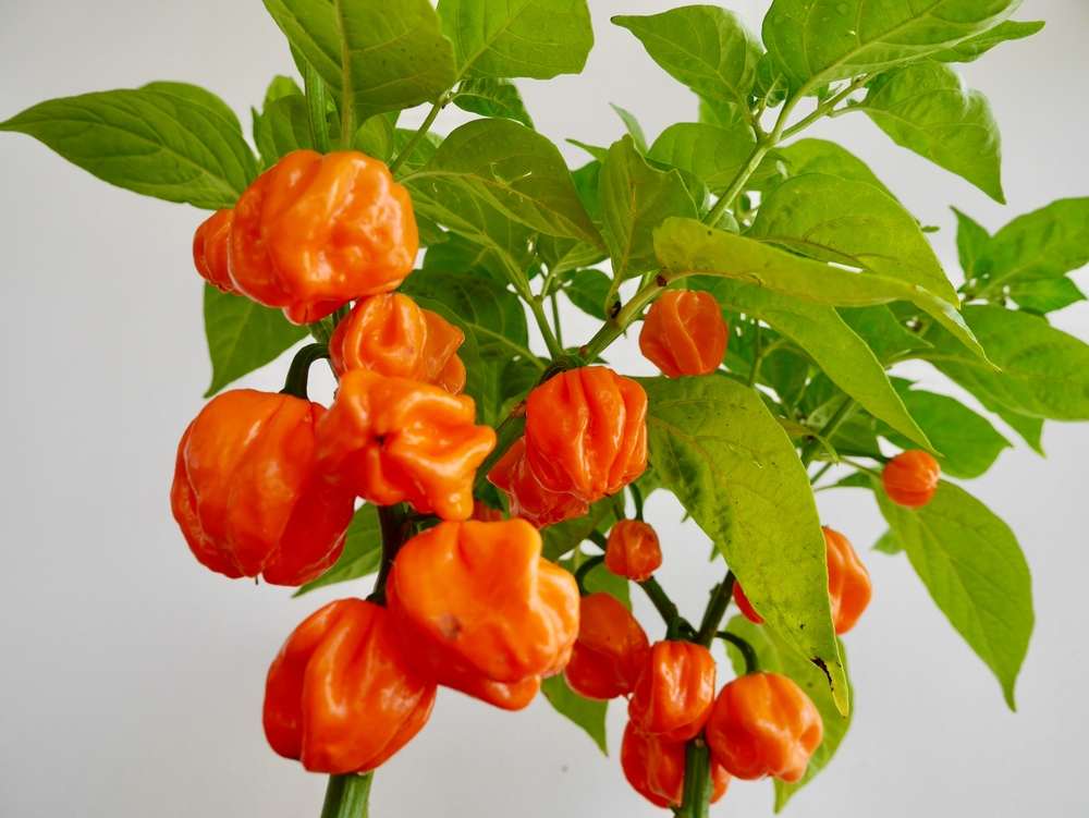 Goat Pepper: The Spiciest Pepper Native To The Bahamas 2 Bahamian goat pepper plant.