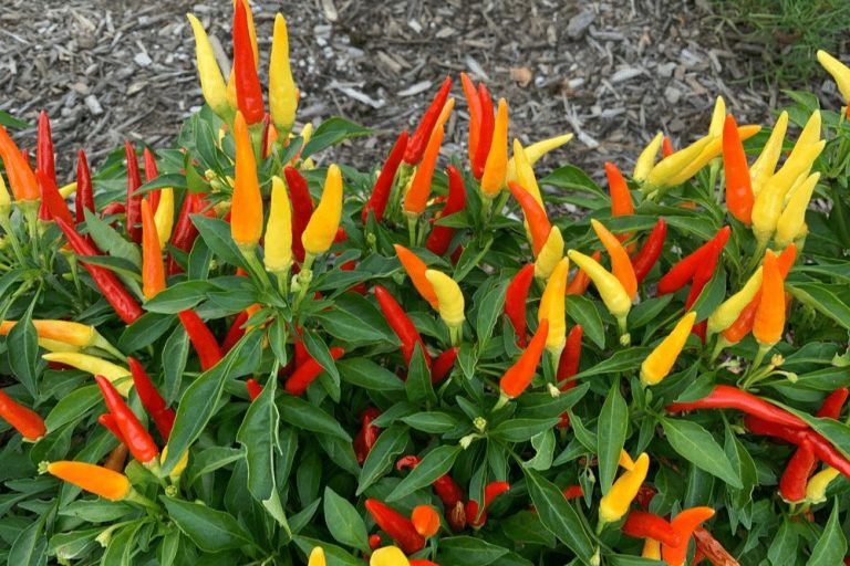 Super Chili Pepper AwardWinning Ornamental Chili Pepper