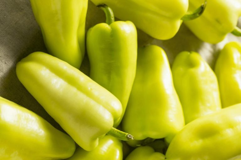 Gypsy Pepper ZeroHeat Hybrid Sweet Bell Peppers