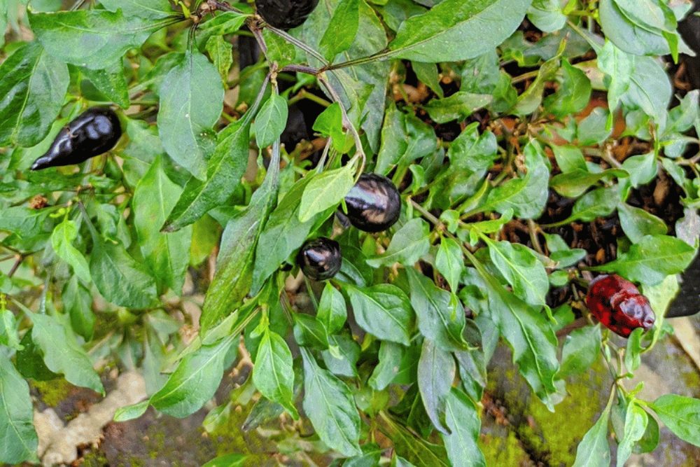 Black Hungarian pepper plant. 