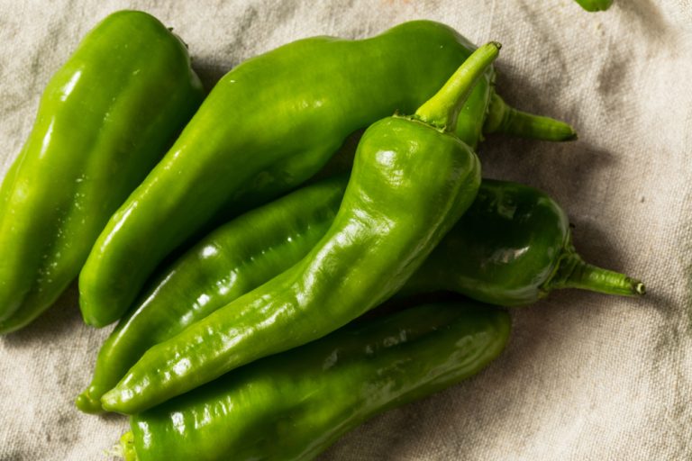 Melrose Pepper Sweet Peppers With ItalianAmerican Roots