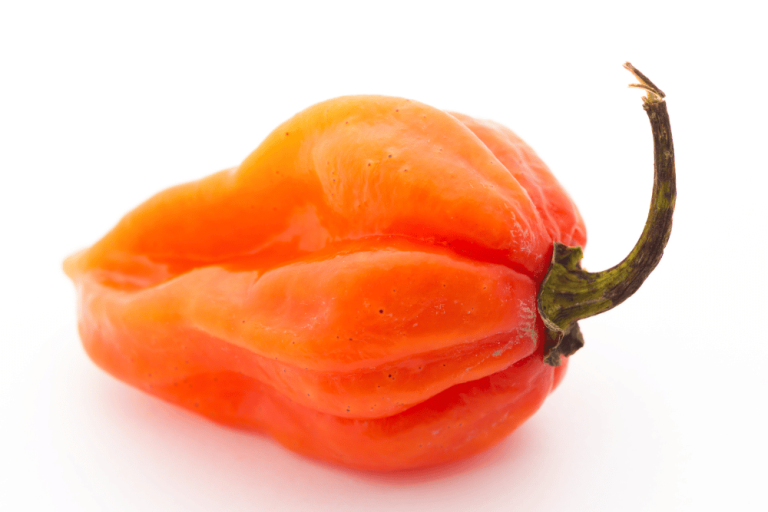 Habanero Pepper Spicy, Flavorful & Versatile Hot Chili Pepper