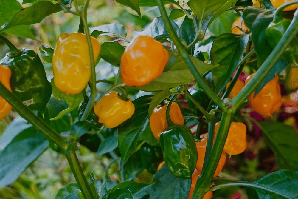 Orange habanero plant. 