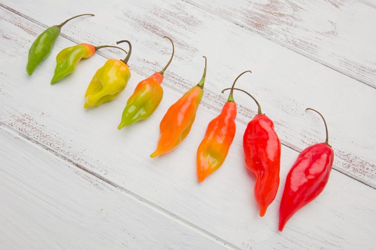 Hot Paper Lantern The Habanero Pepper For Northern Climates