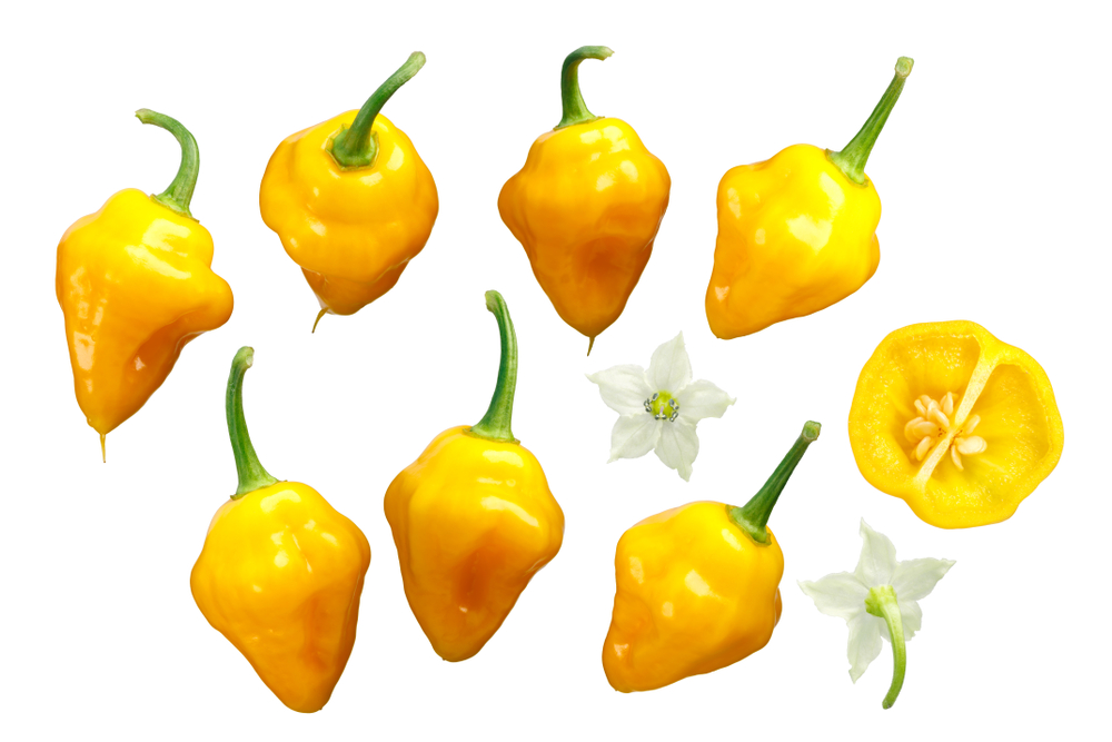 trinidad perfume peppers